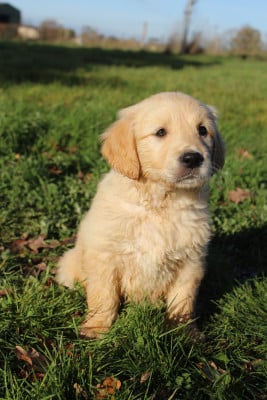 Les chiots de Golden Retriever