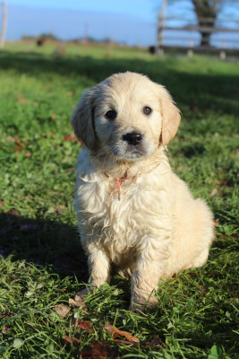 Les chiots de Golden Retriever