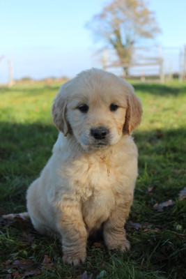 Les chiots de Golden Retriever