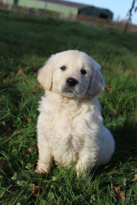 Les chiots de Golden Retriever