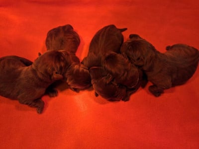 Chocolat - Labrador Retriever