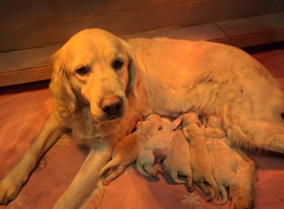 Les chiots de Golden Retriever