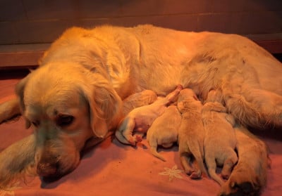 Les chiots de Golden Retriever