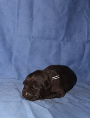 Les chiots de Labrador Retriever