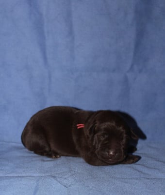 Les chiots de Labrador Retriever