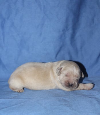 Les chiots de Golden Retriever