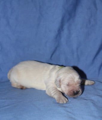 Les chiots de Golden Retriever