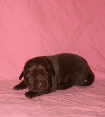 Les chiots de Labrador Retriever