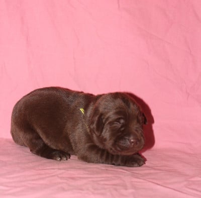 Les chiots de Labrador Retriever