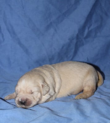 Les chiots de Golden Retriever