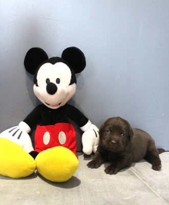 Les chiots de Labrador Retriever