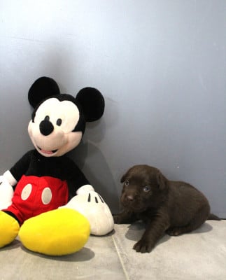 Les chiots de Labrador Retriever