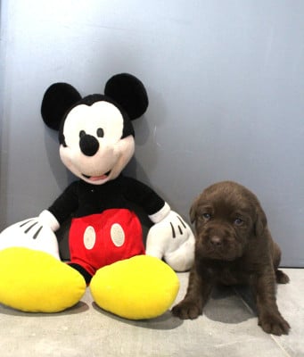 Les chiots de Labrador Retriever