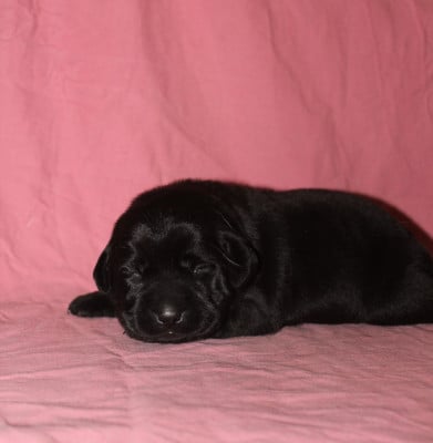 Les chiots de Labrador Retriever