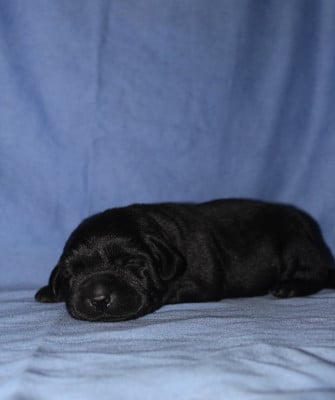 Les chiots de Labrador Retriever