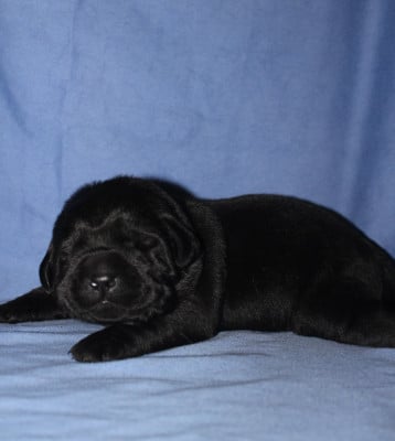 Les chiots de Labrador Retriever
