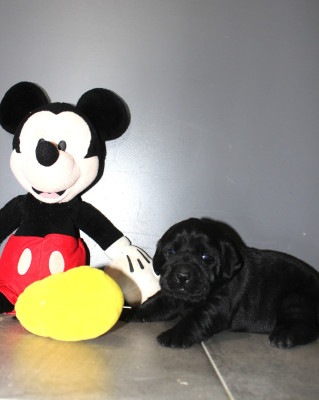 Les chiots de Labrador Retriever