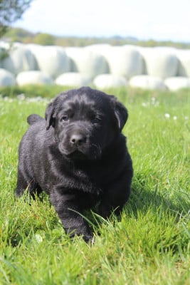 Les chiots de Labrador Retriever