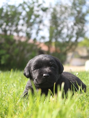 Les chiots de Labrador Retriever