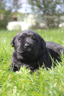 Les chiots de Labrador Retriever