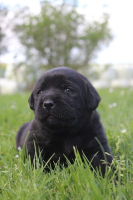 Les chiots de Labrador Retriever