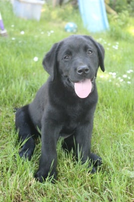 Les chiots de Labrador Retriever