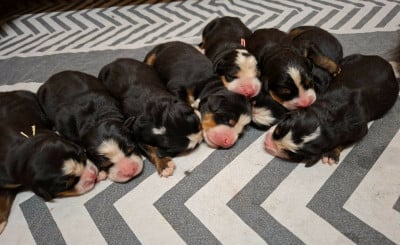 CHIOT 7 - Bouvier Bernois