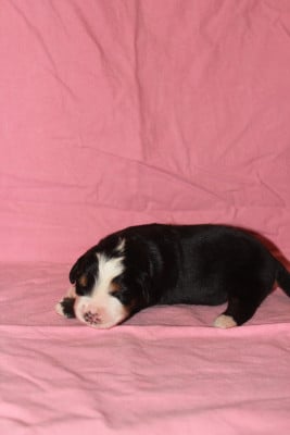 Les chiots de Bouvier Bernois
