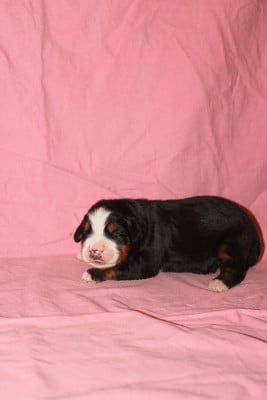 Les chiots de Bouvier Bernois