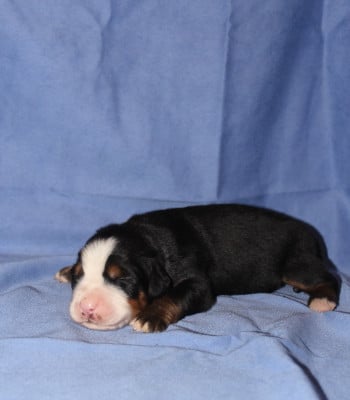 Les chiots de Bouvier Bernois