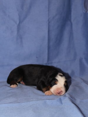 Les chiots de Bouvier Bernois