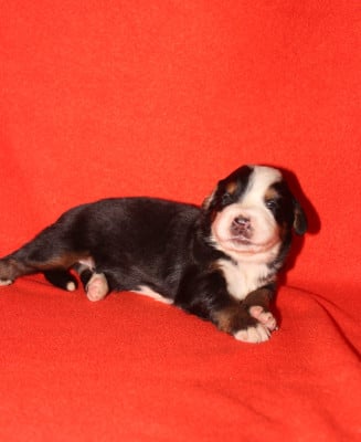 Les chiots de Bouvier Bernois
