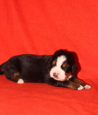 Les chiots de Bouvier Bernois