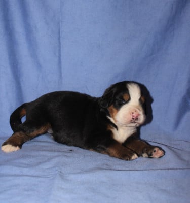 Les chiots de Bouvier Bernois