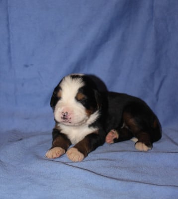 Les chiots de Bouvier Bernois