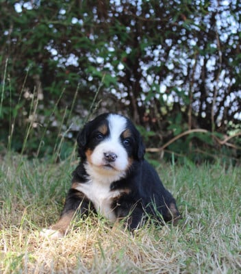 Les chiots de Bouvier Bernois