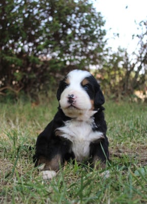 Les chiots de Bouvier Bernois