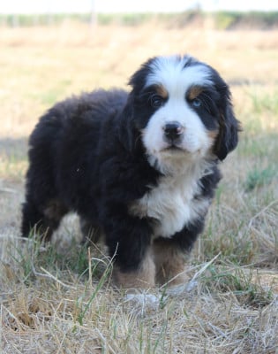 Les chiots de Bouvier Bernois