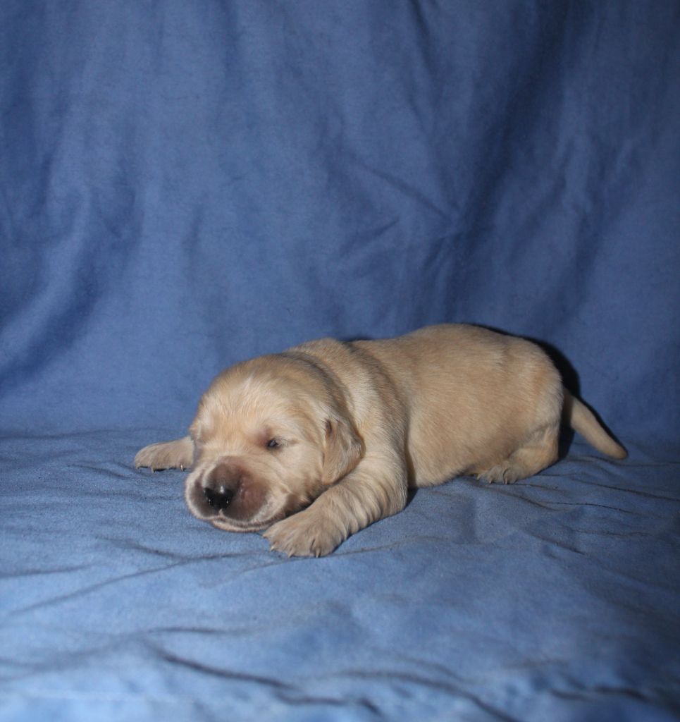 Golden Retriever - De L'harmonie Du Bonheur