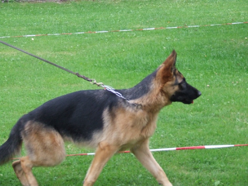 Publication : du Mistral Allemand Auteur : Fossart Laurence