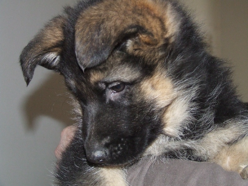 Publication : du Mistral Allemand Auteur : Fossart Laurence