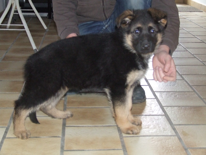 Publication : du Mistral Allemand Auteur : Fossart Laurence