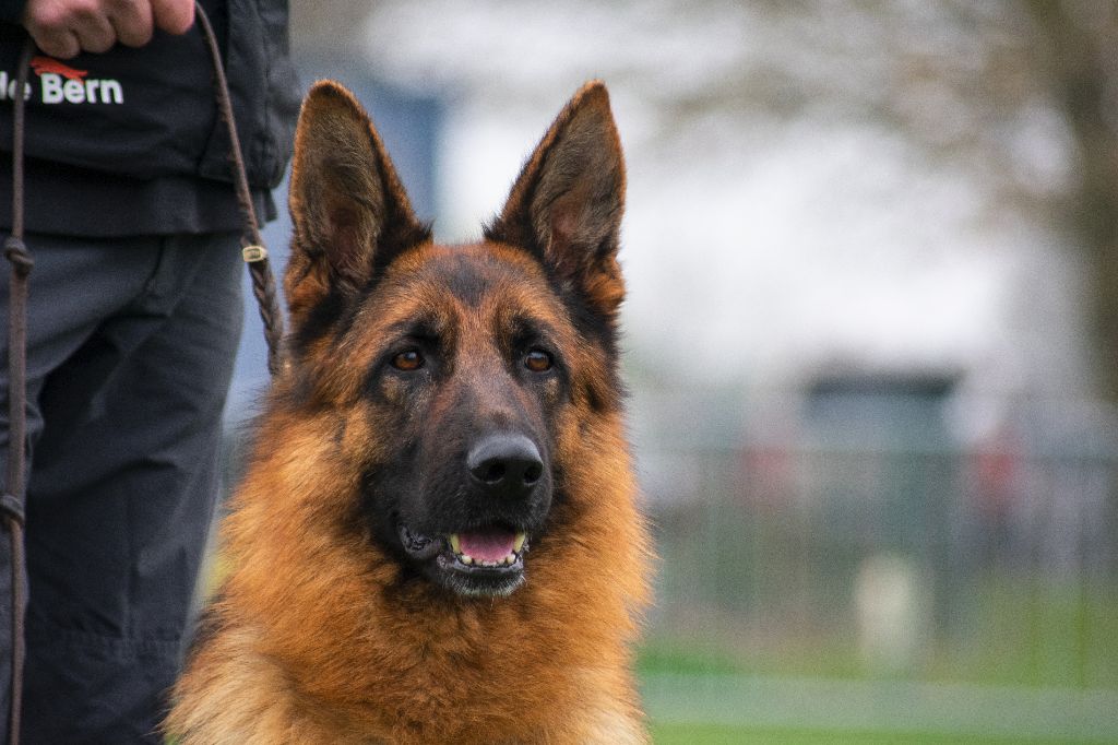 Accueil Elevage du Val de Bern eleveur de chiens Berger allemand