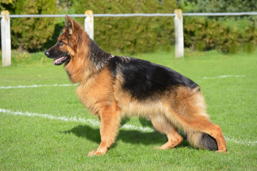 CH. Joon du Val de Bern - VICE CHAMPIONNE CLASSE OUVERTE FEMELLE