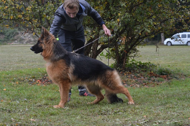 CH. Joon du Val de Bern - vice championne de Belgique 2015