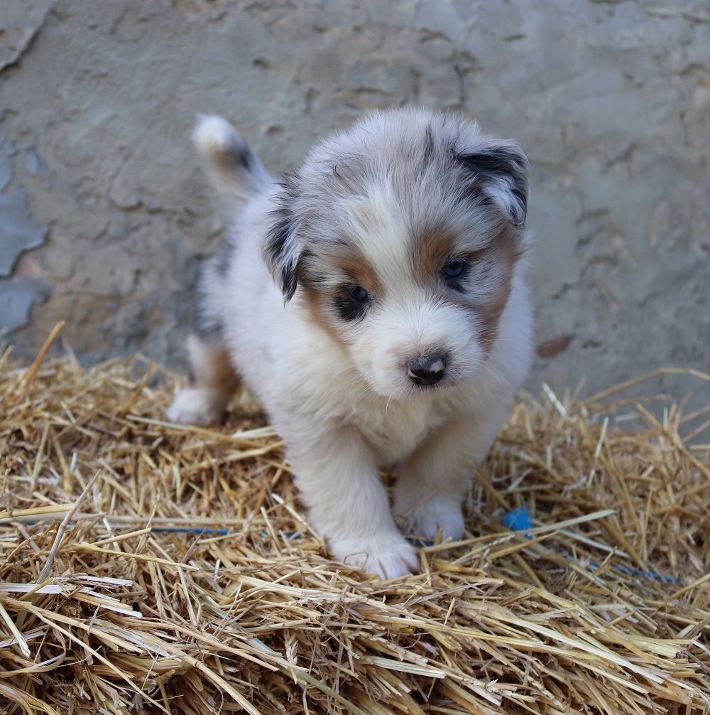 Chiot Berger Australien Petit Lac Bleu Mâle Disponible En