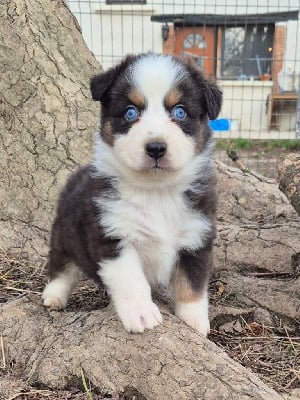 Les chiots de Berger Australien