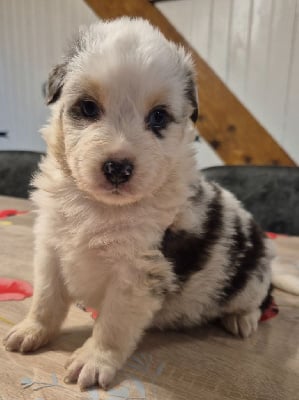 Les chiots de Berger Australien