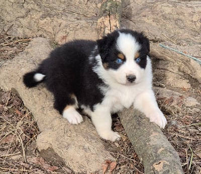 Les chiots de Berger Australien