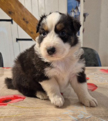Les chiots de Berger Australien